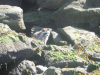 Racoon on Wallace Island.png