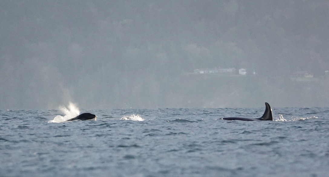 03 Distant orcas in Admiralty Strait.JPG