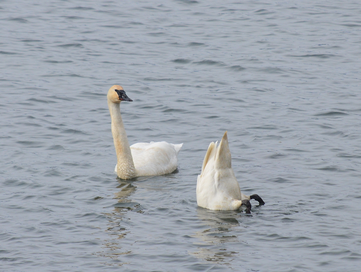 03 Trumpeter swans at Stehekin.JPG