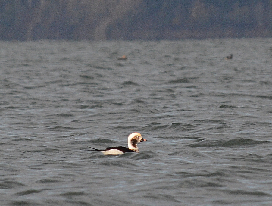 04 Long-tailed duck Semiahoo Bay.JPG