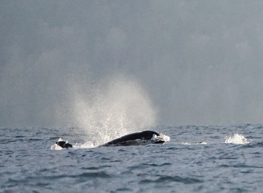 04 Orca spout Admiralty Inlet.JPG