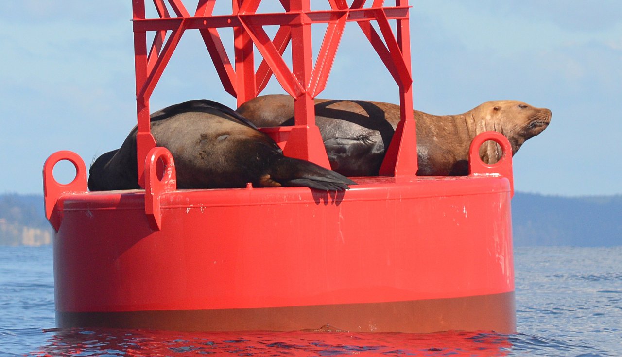 04 Steller sea lions off Bainbridge Island.JPG