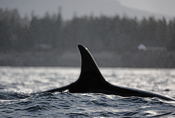 05 Orca passing in Admiralty Inlet.JPG