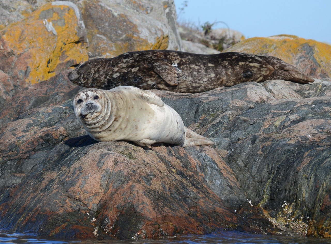 07 Harbor seals in Chatham Islands.JPG