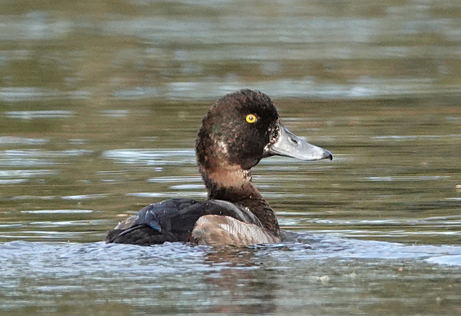 08 Greater scaup Ocean Shores Canals.JPG
