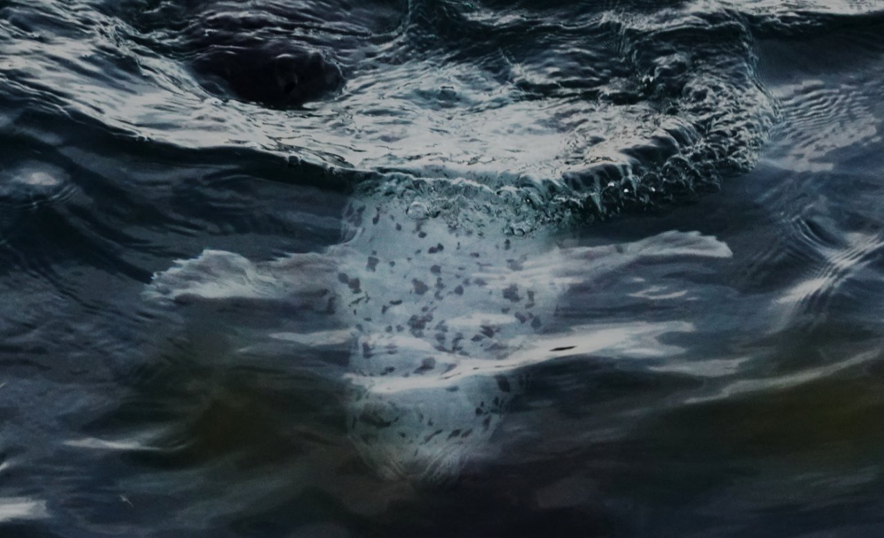 08 Underwater harbor seal.JPG
