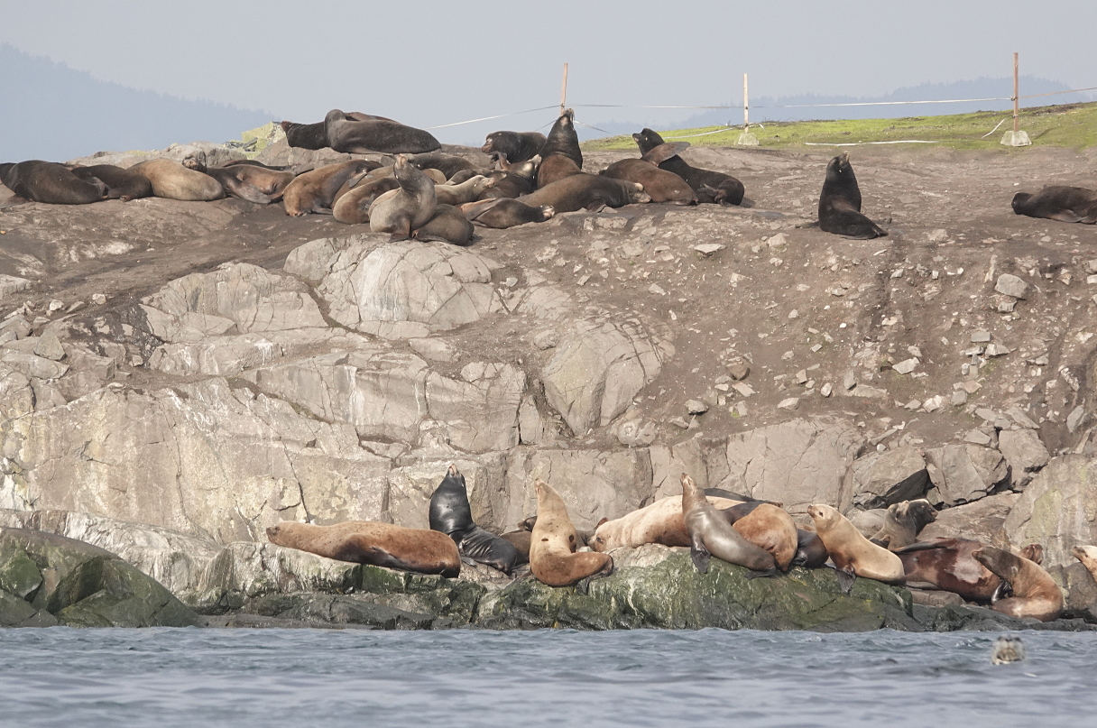 09 Sea lions and harbor seals Race Rocks.JPG