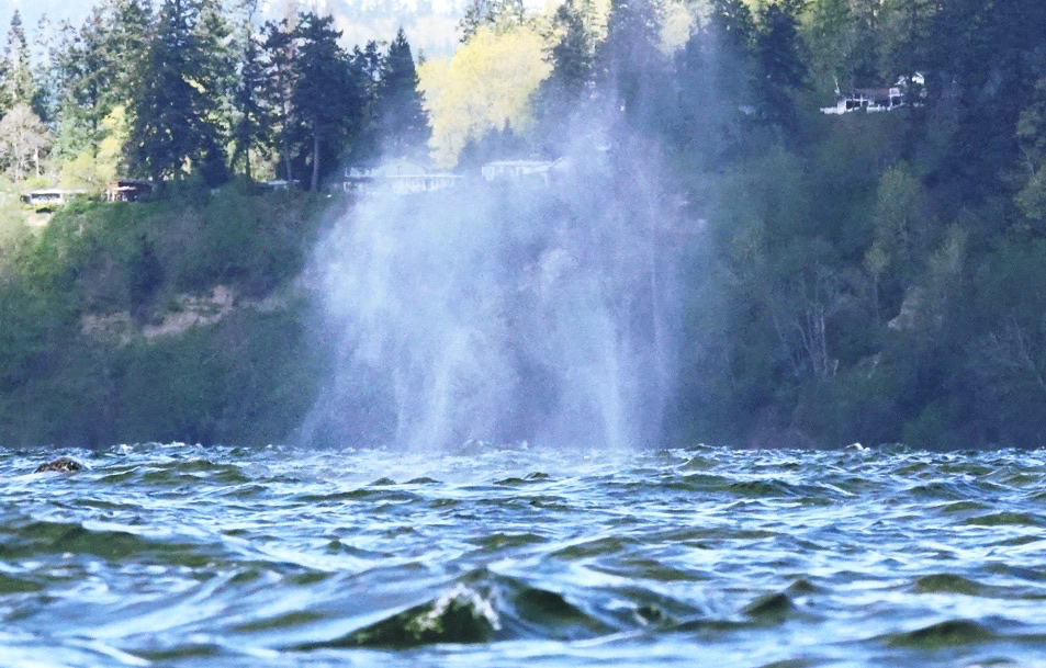 11 Gray whale spout Possession Sound.JPG