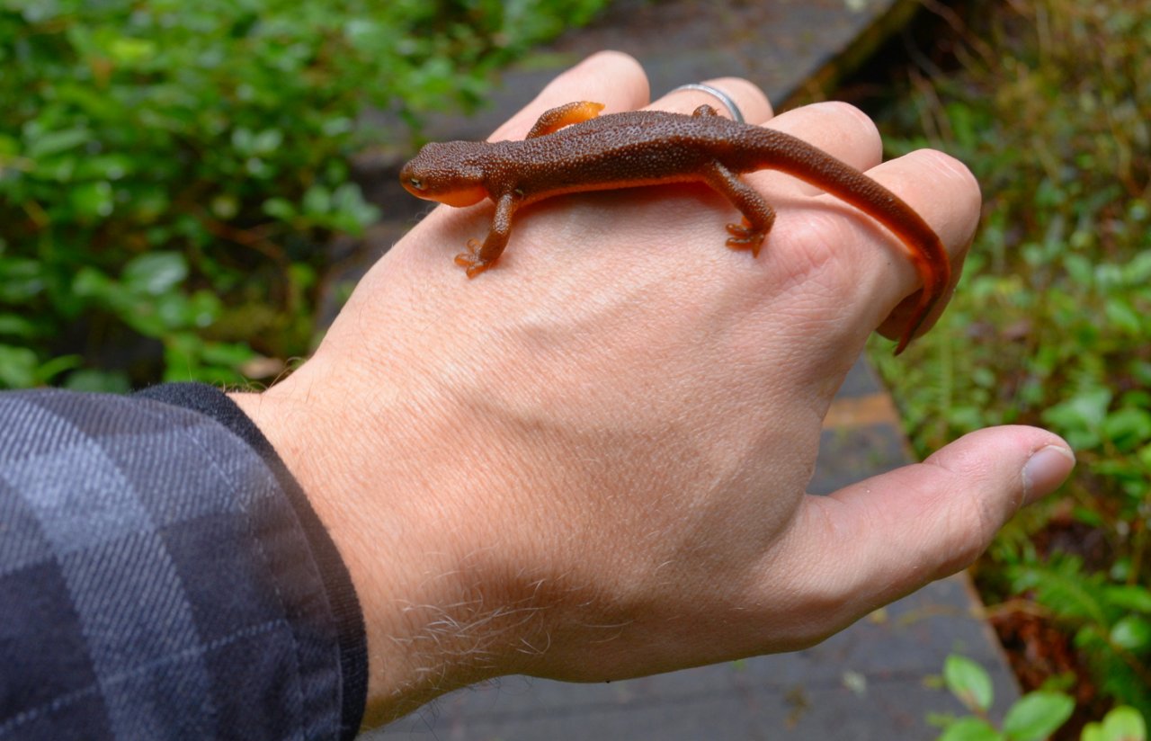 11 Rough-skinned newt.JPG