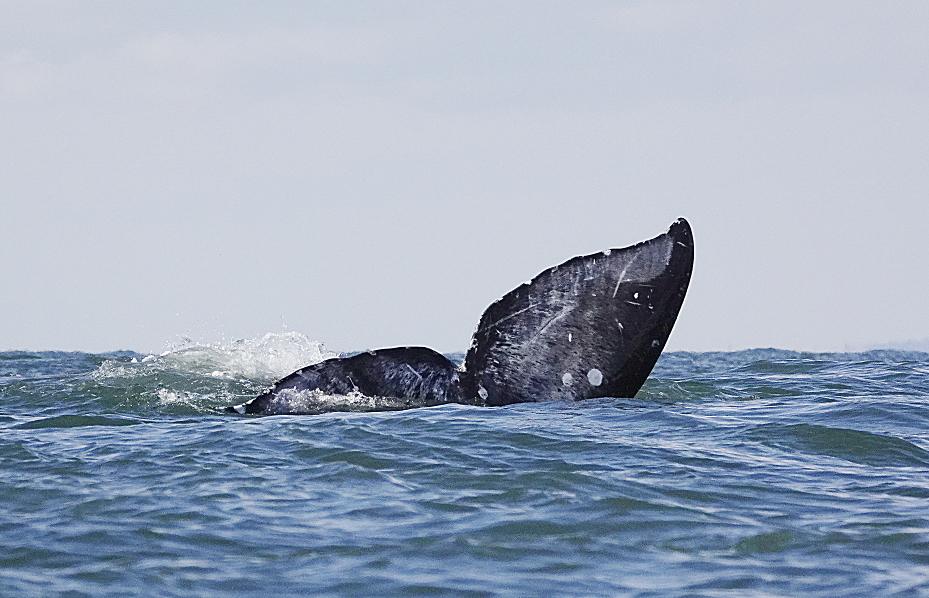 12 Diving gray whale Olympic coast.JPG