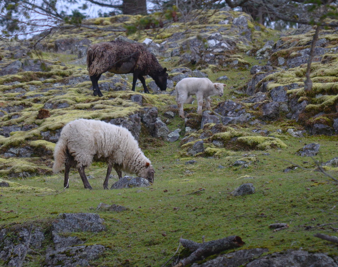 12 Sheep on Jedediah Island.JPG