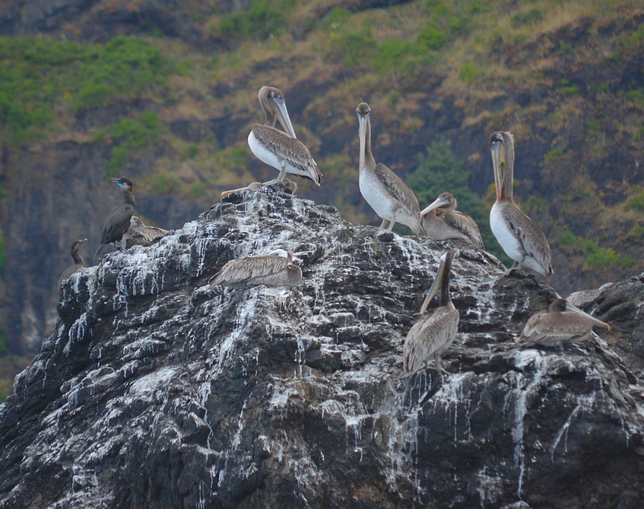 14 Nesting brown pelicans and Brandts cormorants Cascade Head.JPG