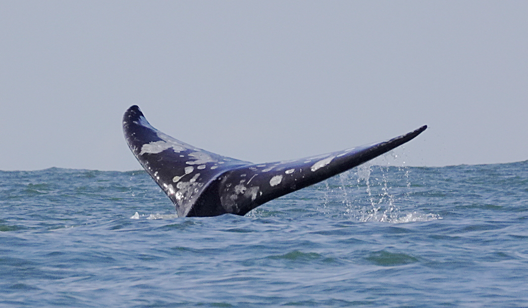 14 Whale tail Olympic coast.JPG