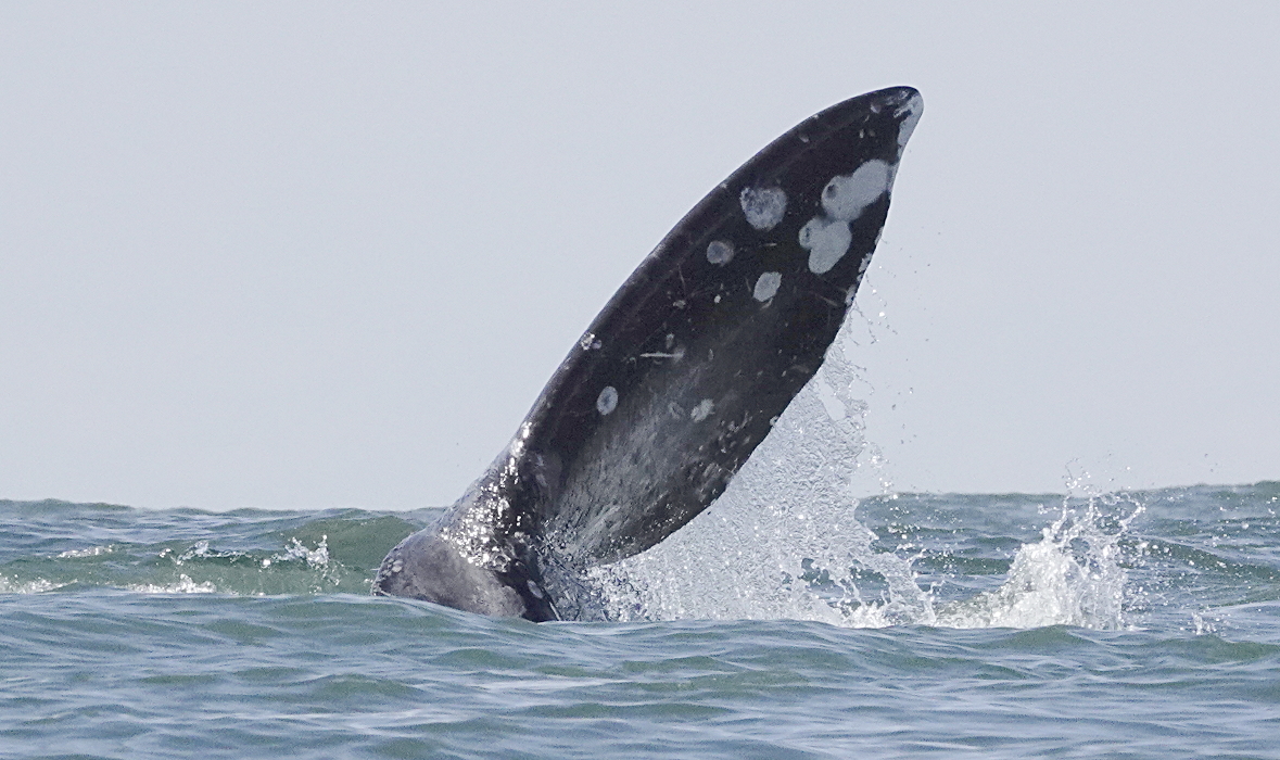 16 Gray whale foraging.JPG