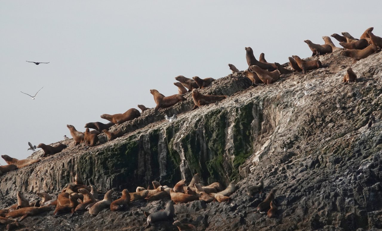 16 Sea lions descend to the water.JPG