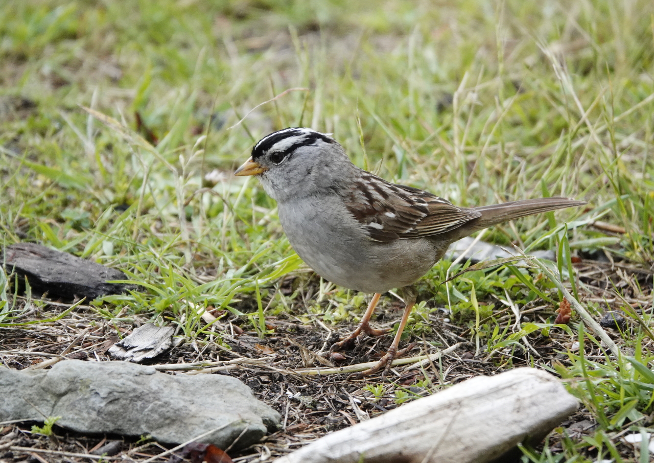16 White-crowned sparrow Sucia Island.JPG
