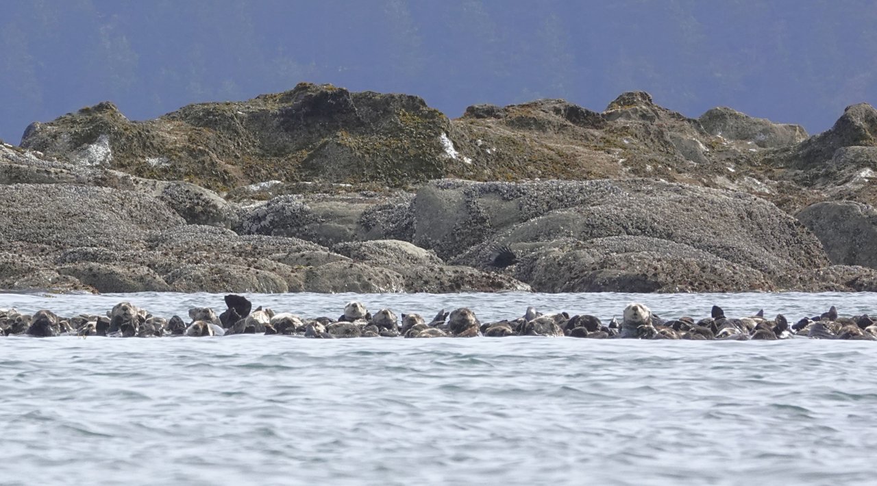 22 Raft of sea otters at Destruction Island.JPG