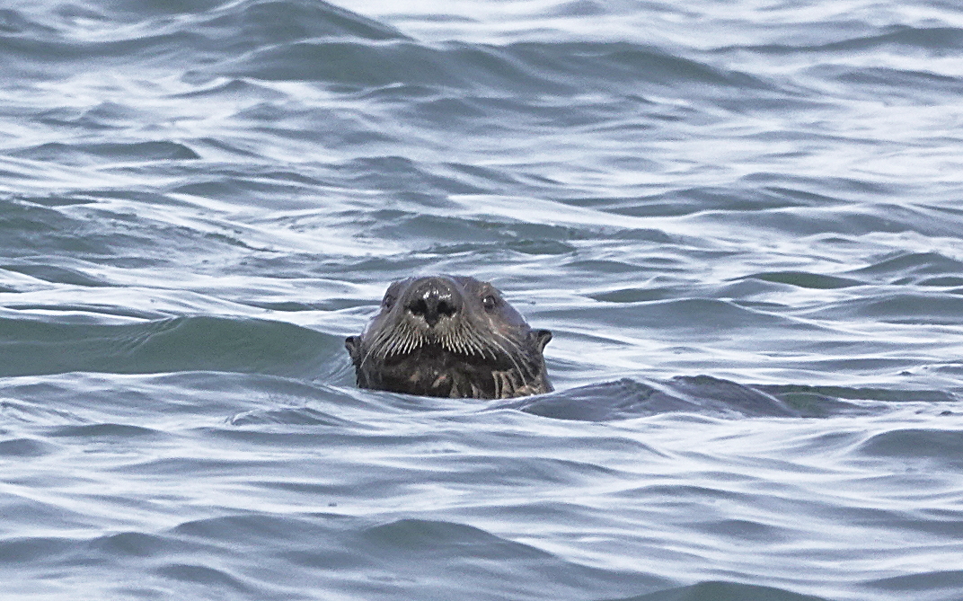 23 Sea otter at Destruction Island.JPG