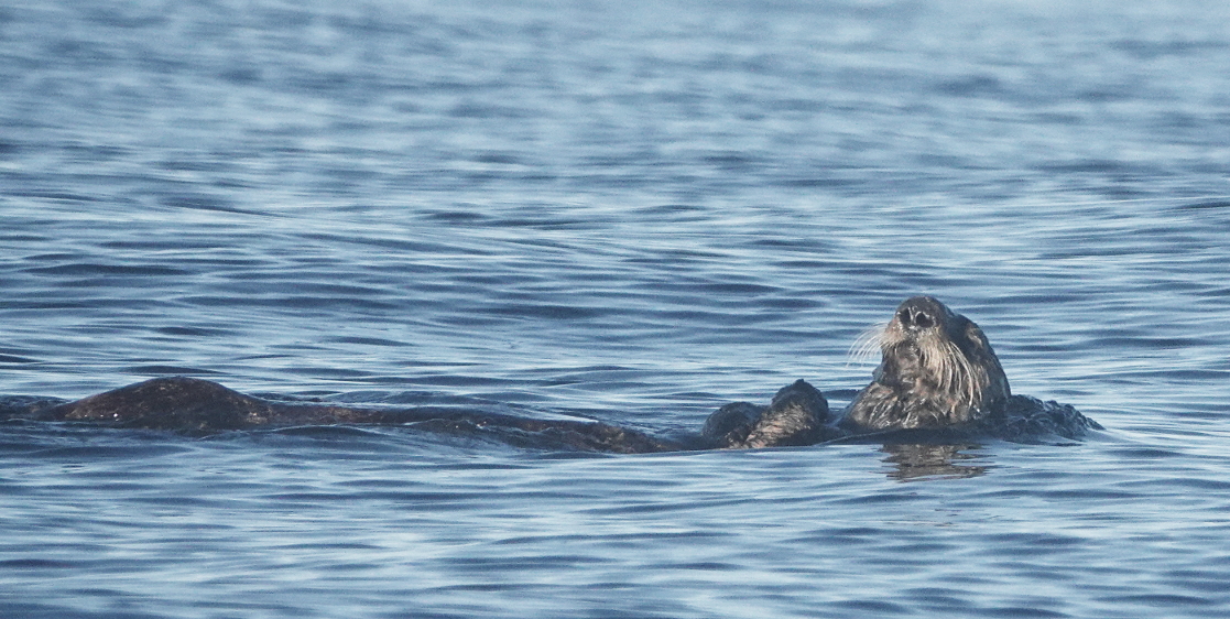 33 Sea otter Milbanke Sound.JPG