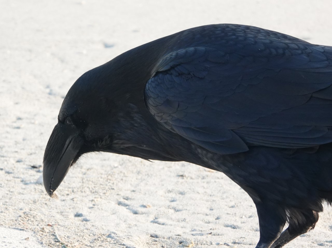 42 Common raven West Beach.JPG